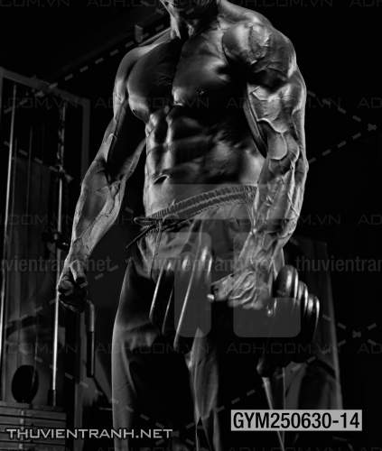 Tranh tường phòng GYM, tranh dán club Thể Hình - Kết quả tìm kiếm tranh tường